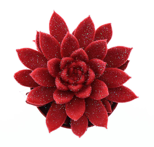 Miranda velvet rood + glitter 10cm Special Pot (508)