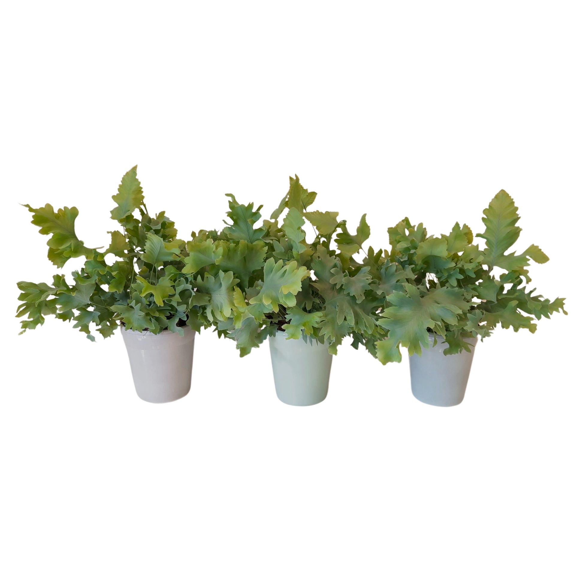 Phlebodium Davana 20cm 9cm Pot