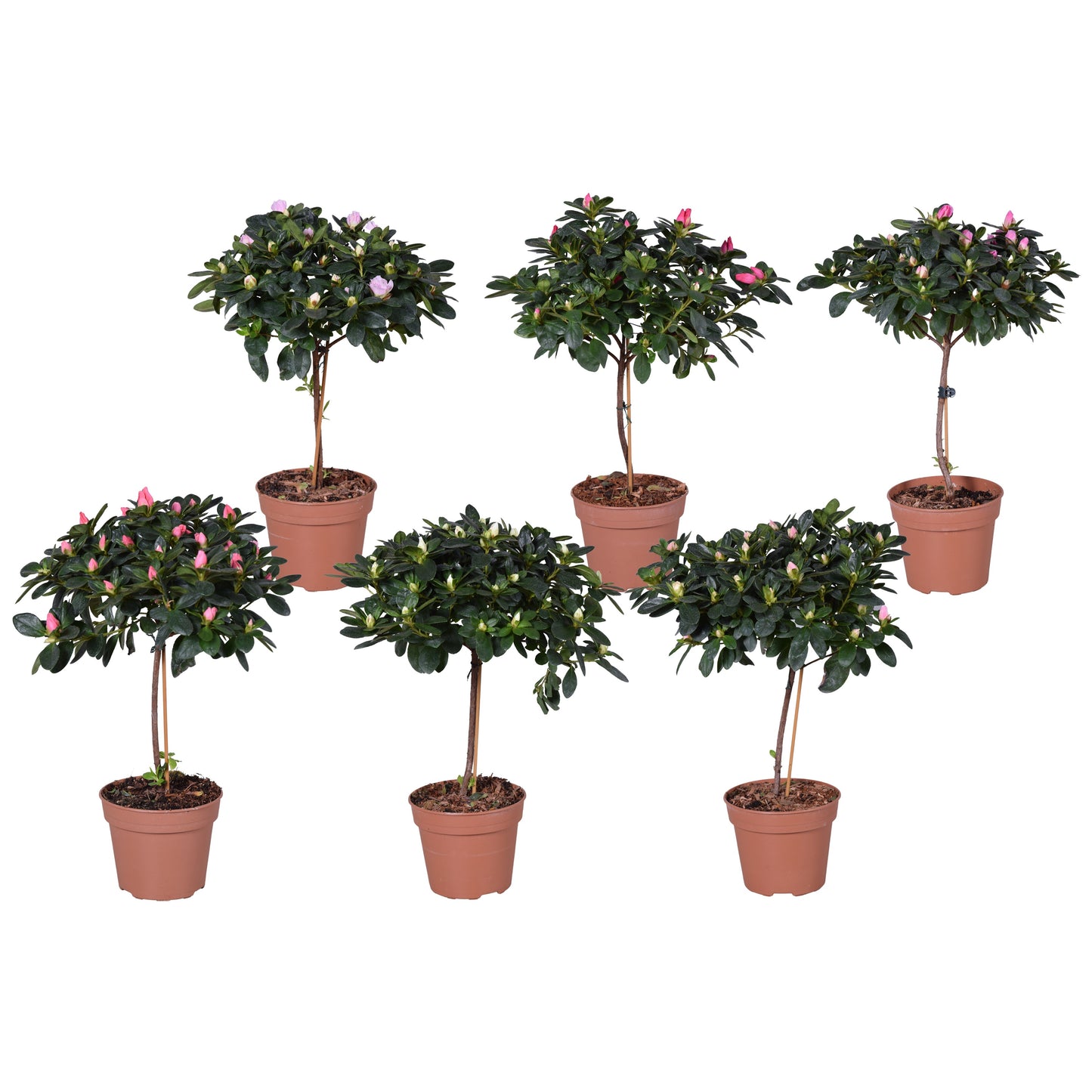 Meerrust Vof Rhododendron Bloombux Pack of 8