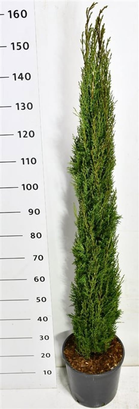 Cupressus semp. Totem 170cm 32cm Pot