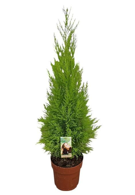 Vireo-Hedera plant BV Cupressus Goldcrest Wilma Pack of 1