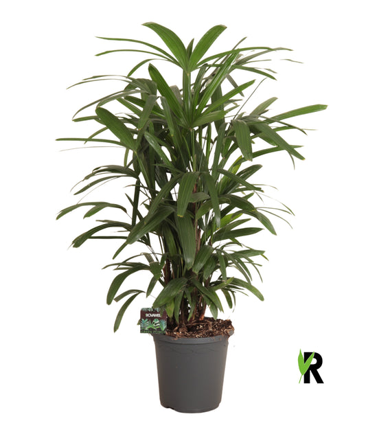 Rhapis excelsa 95cm 23cm Pot