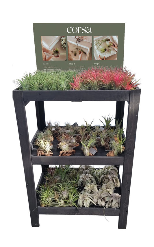 Tillandsia cyanea 54cm Pot