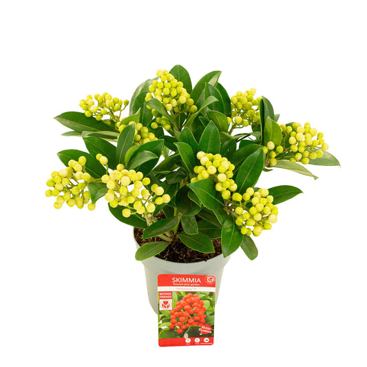 Skimmia japonica 37cm 15cm Pot