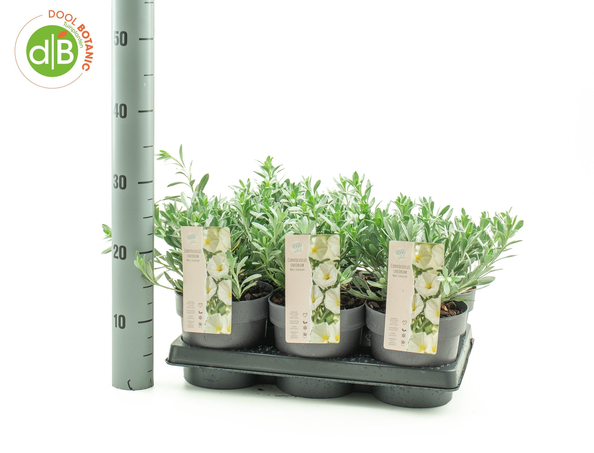 Dool Botanic Convolvulus White Sensation Pack of 6