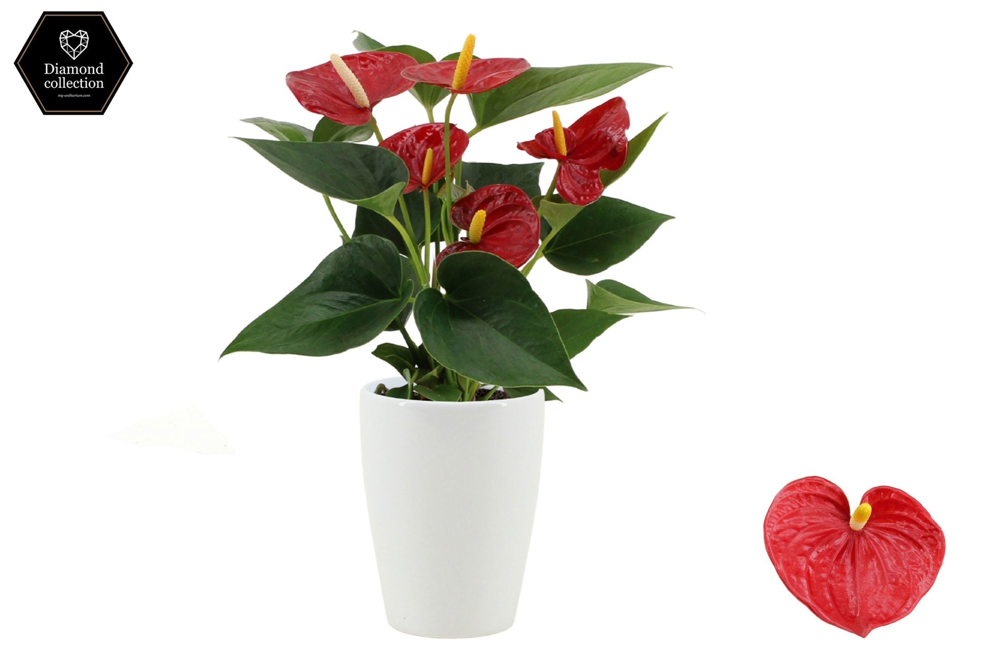Anthurium Diamond Red 25cm 9cm Pot
