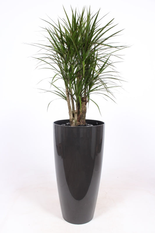 Dracaena marginata 150cm 33cm Pot