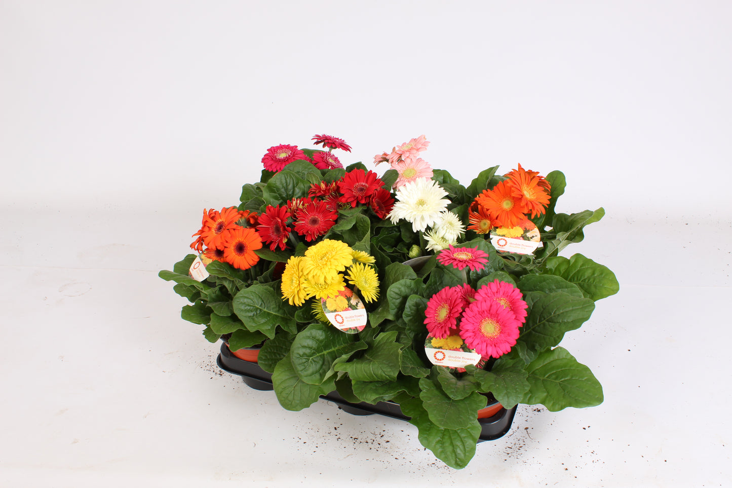 Velden, Firma Freek v.d. Gerbera Sundayz mix Pack of 12