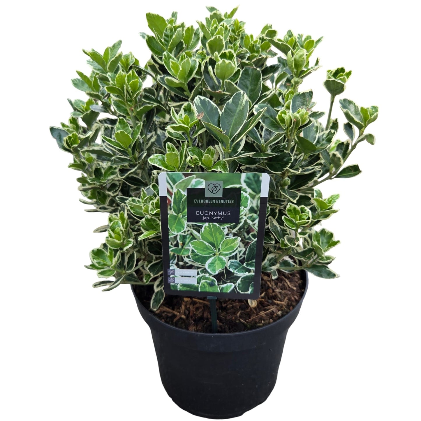 Euonymus Kathy 60cm 26cm Pot