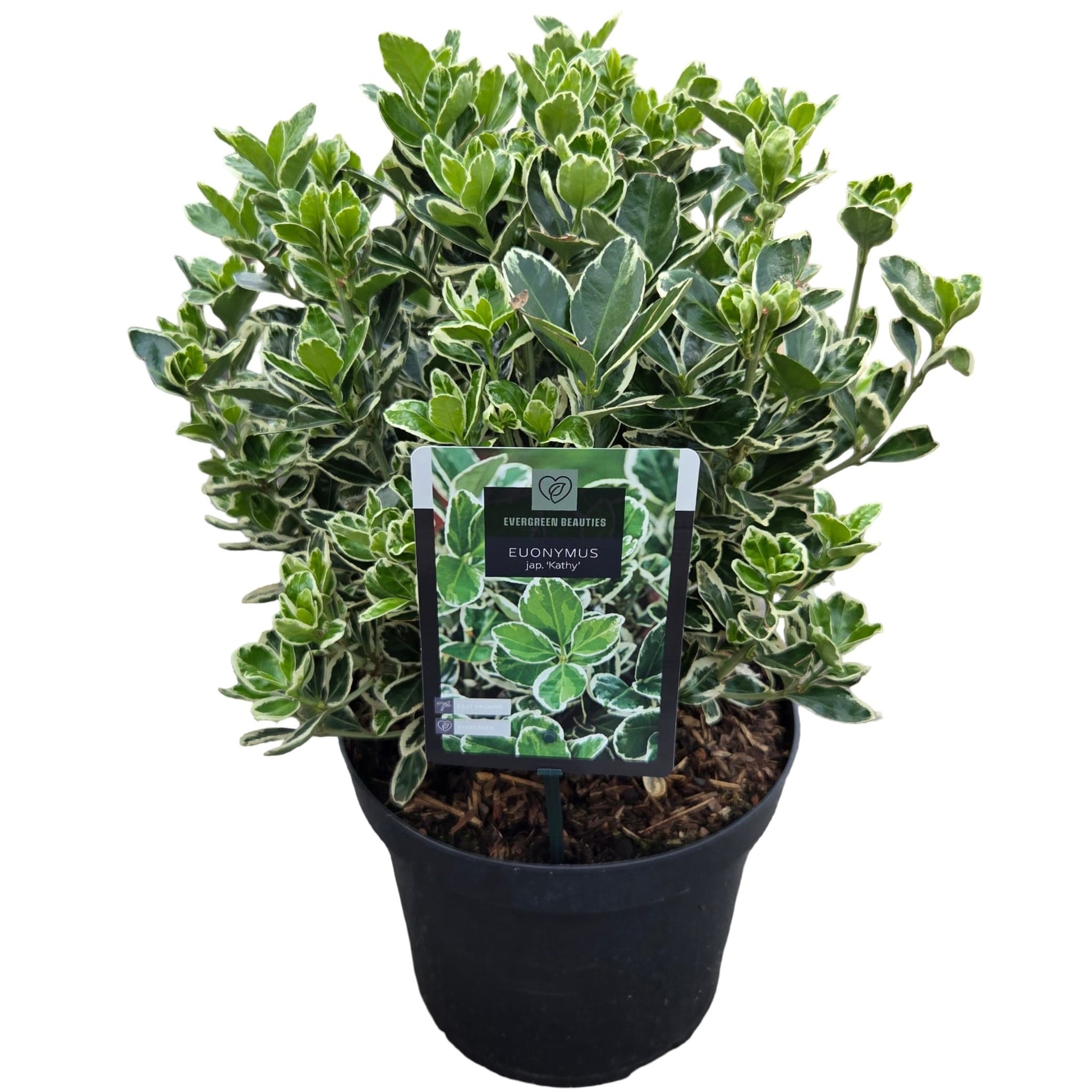 Euonymus Kathy 60cm 26cm Pot