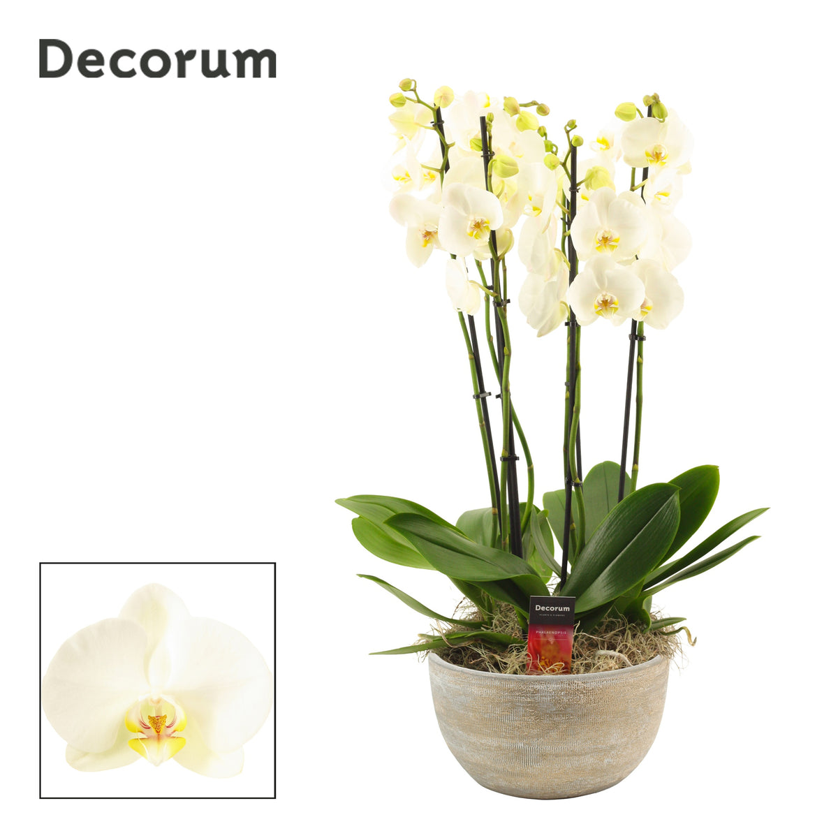 Phalaenopsis white 65cm 27cm Pot
