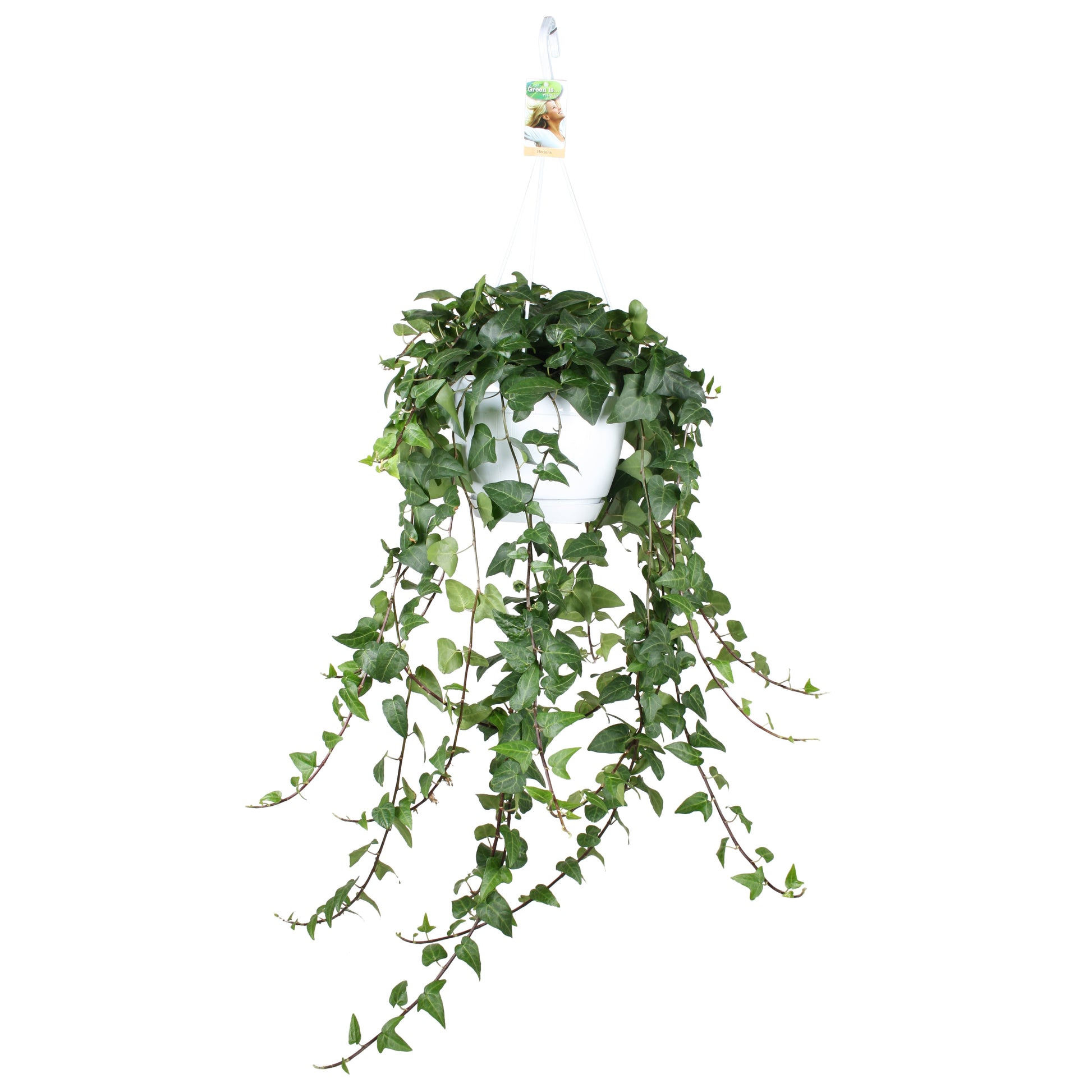 Vireo-Hedera plant BV Hedera helix Mein Herz Pack of 1