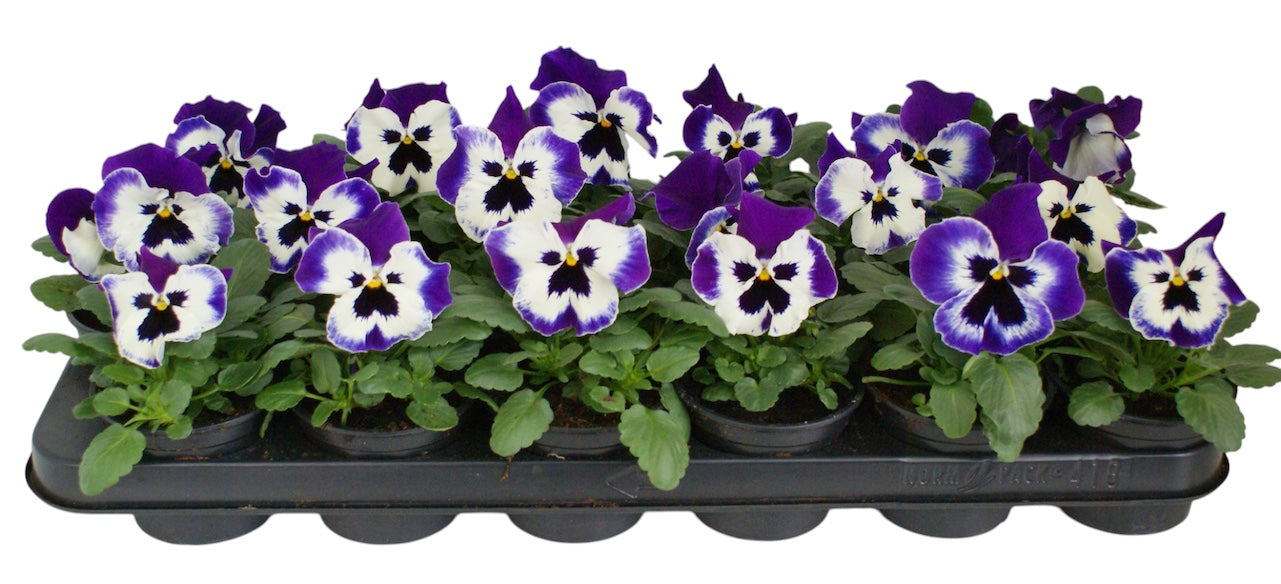 Zuidbaak Honselersdijk Viola corn. Callisto White with Violet Wing Pack of 18