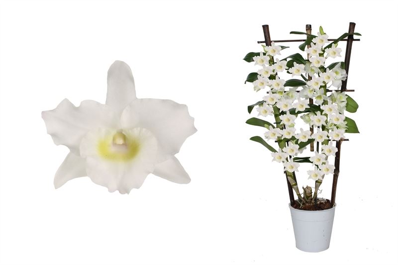 Dendrobium nobile white bow 50cm 12cm Pot