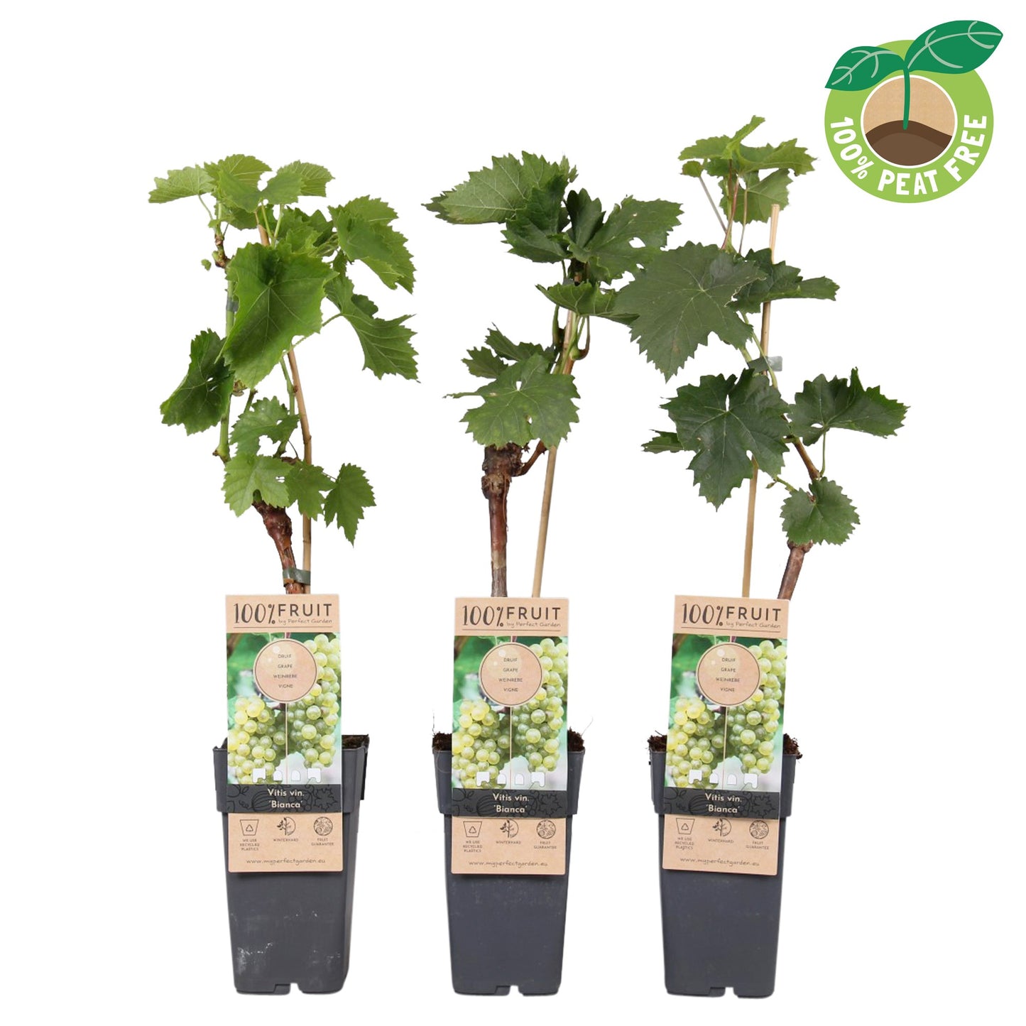 Streng Growers B.V. Vitis vinifera Bianca Pack of 10