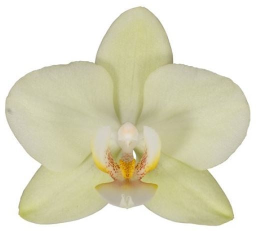 Phalaenopsis yellow 45cm 12cm Pot