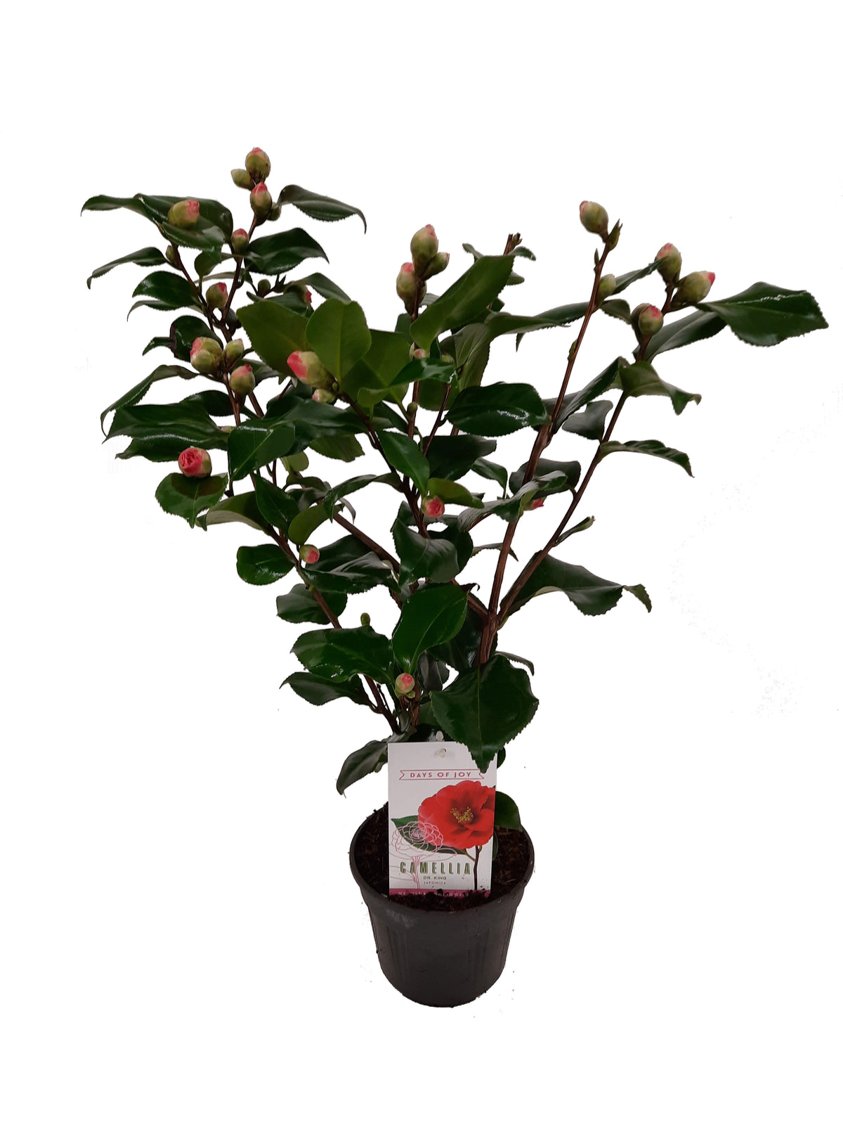 Camellia Dr. King 55cm 15cm Pot
