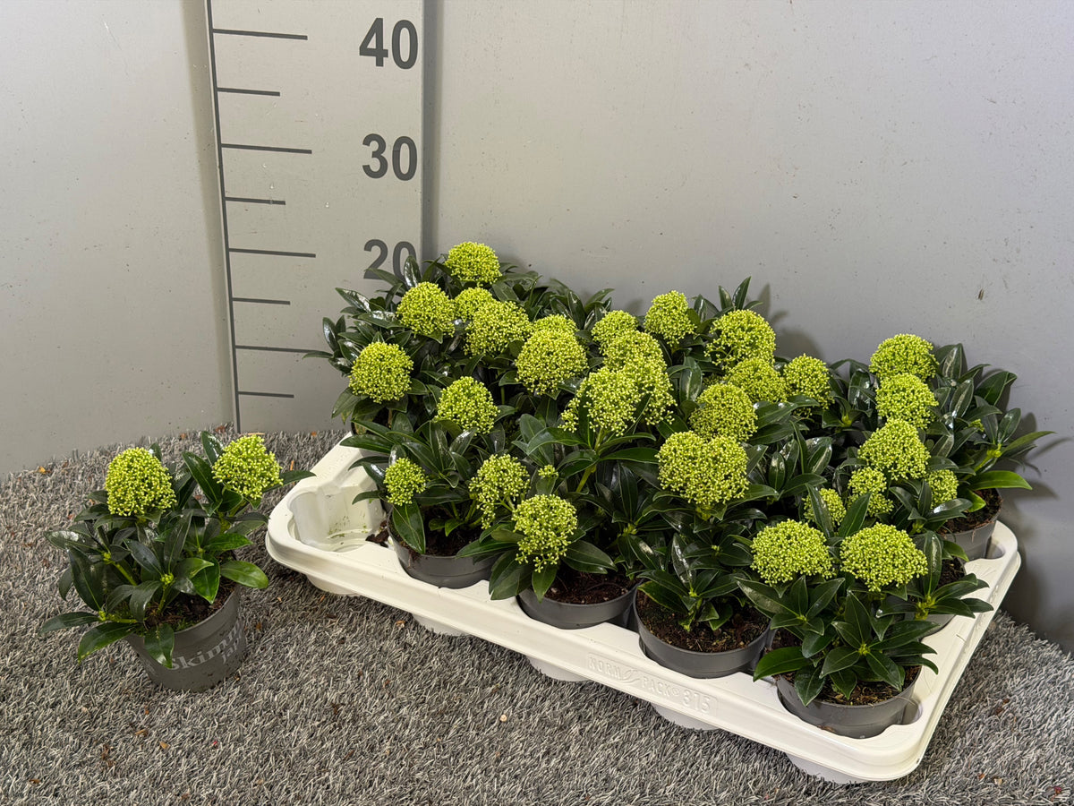 Skimmia japonica White Dwarf 25cm 10.5cm Pot