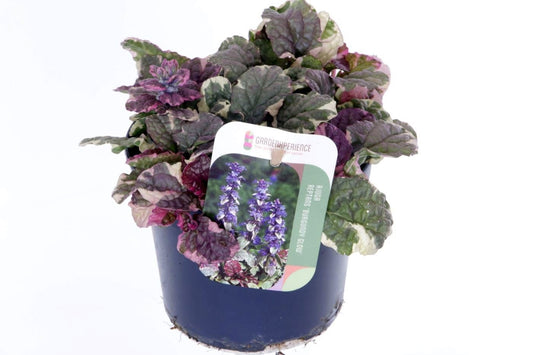 Ajuga rep. Burgundy Glow 20cm 13cm Pot