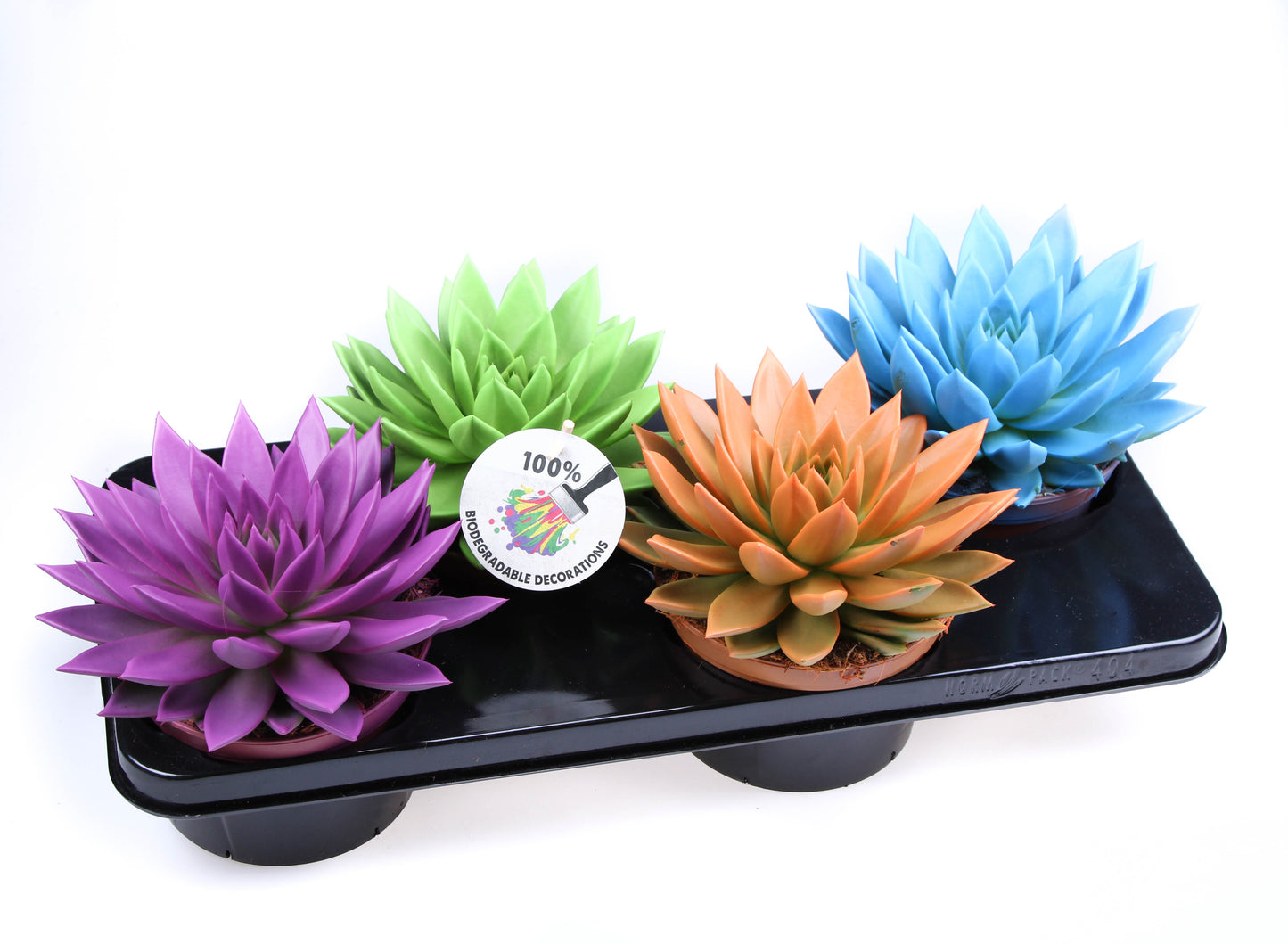 Euro Cactus Holland Bv Rainbow mix Pack of 4