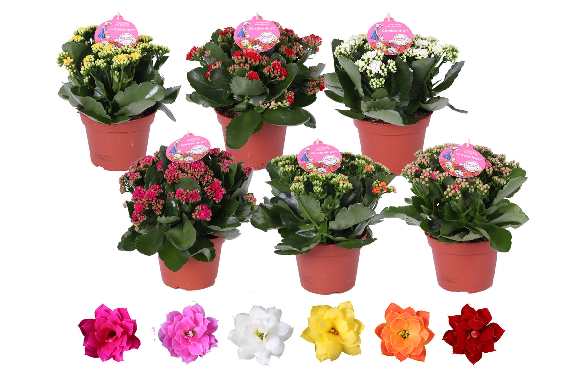 Kalanchoe double Gardenlina mix 27cm 15cm Pot