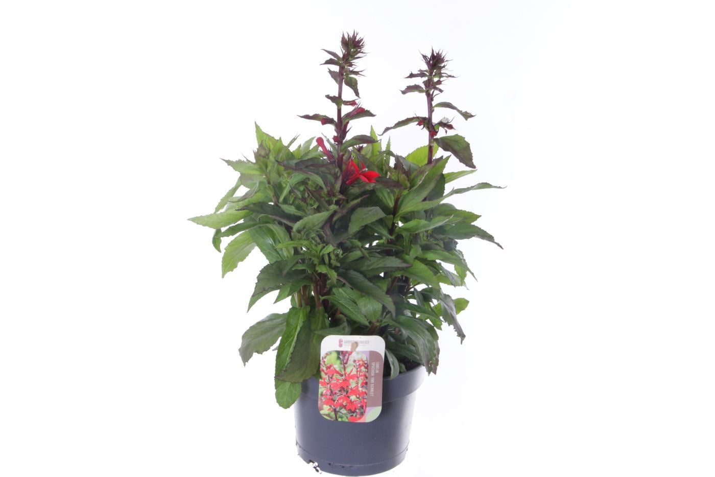 Lobelia spec. Fan Scarlet 50cm 17cm Pot