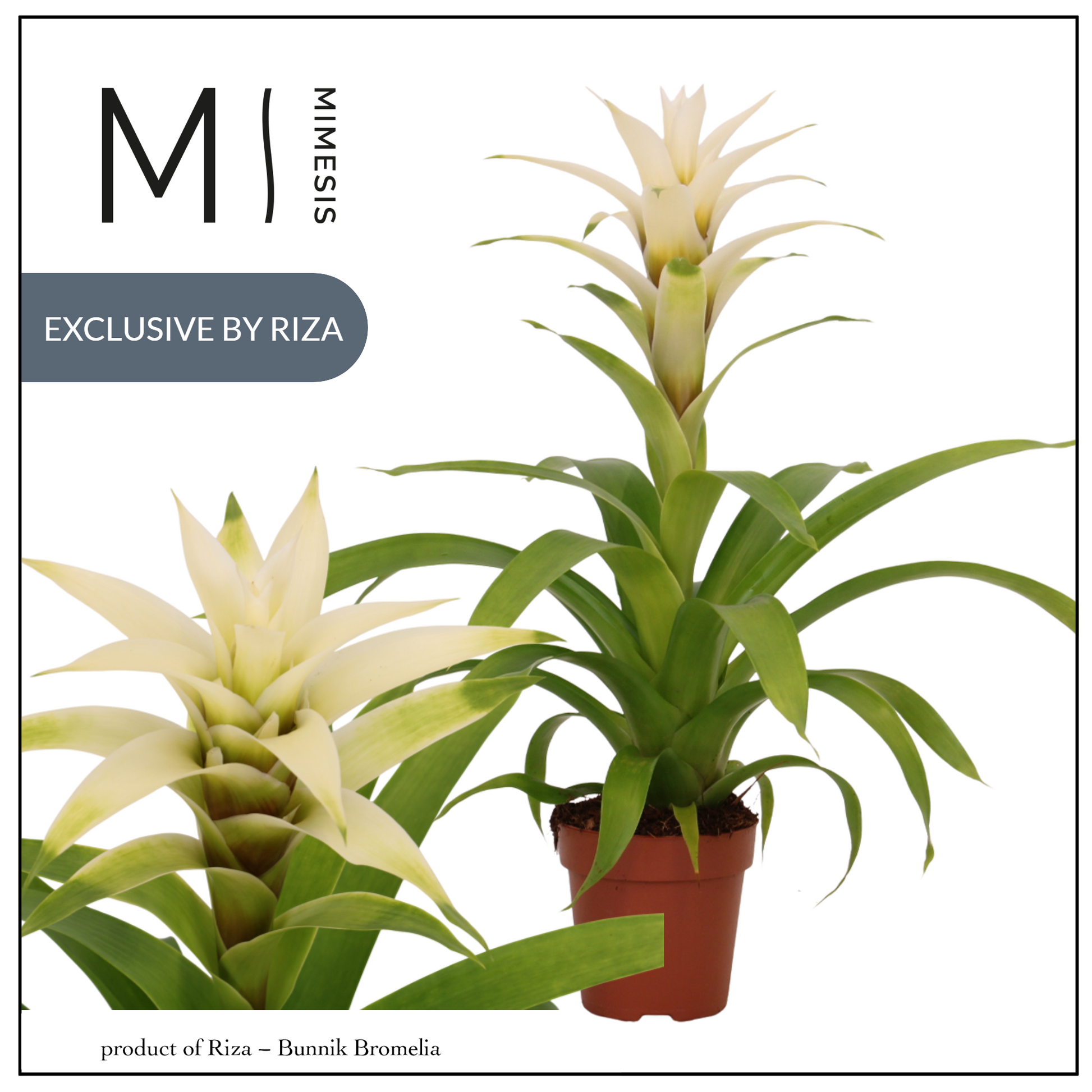 Riza Bromelia Specialist Guzmania Suerte White Pack of 10