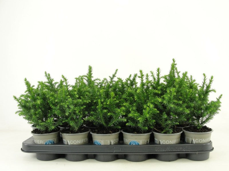 Cryptomeria Vilmoriniana 15cm 9cm Pot