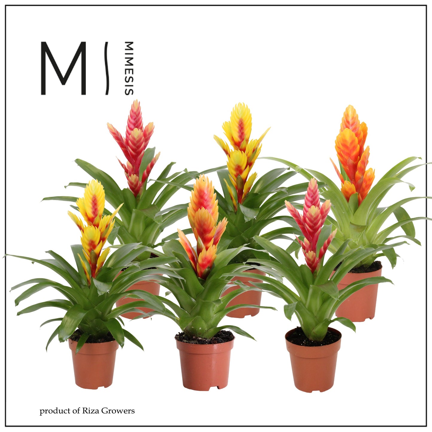 Vriesea mix Cupcake 45cm 12cm Pot