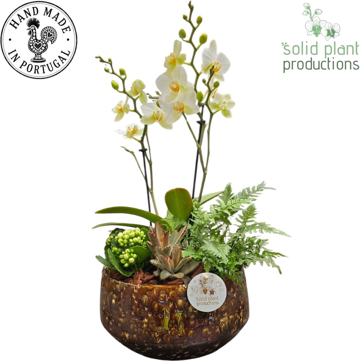 PH093 Sophia Medium Brown Phalaenopsis 45cm 24cm Pot