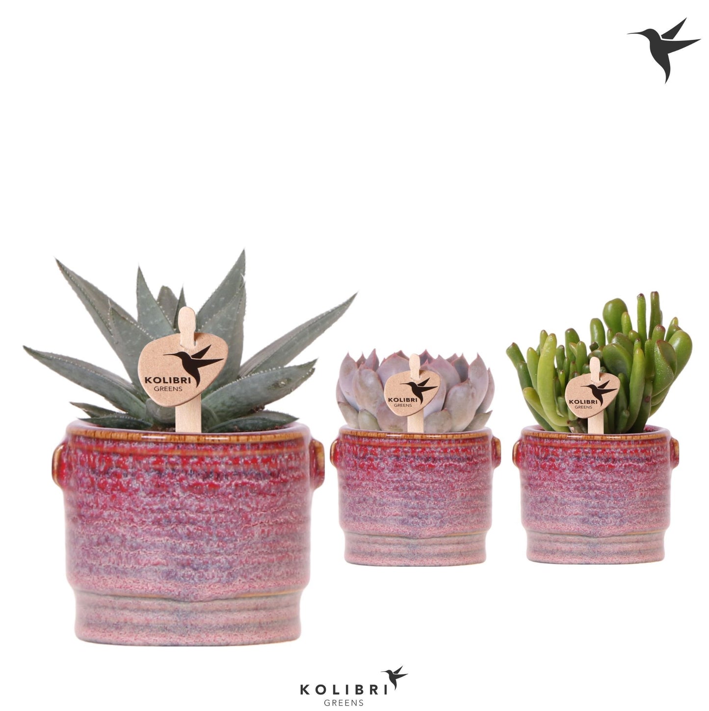 Kolibri Greens Succulents mix 13cm 6cm Pot