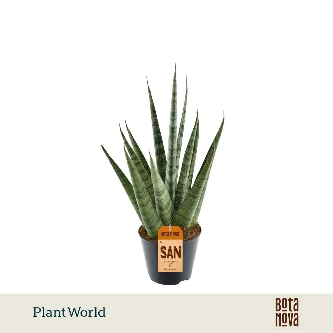 Sansevieria cylindrica 25cm 8.5cm Pot