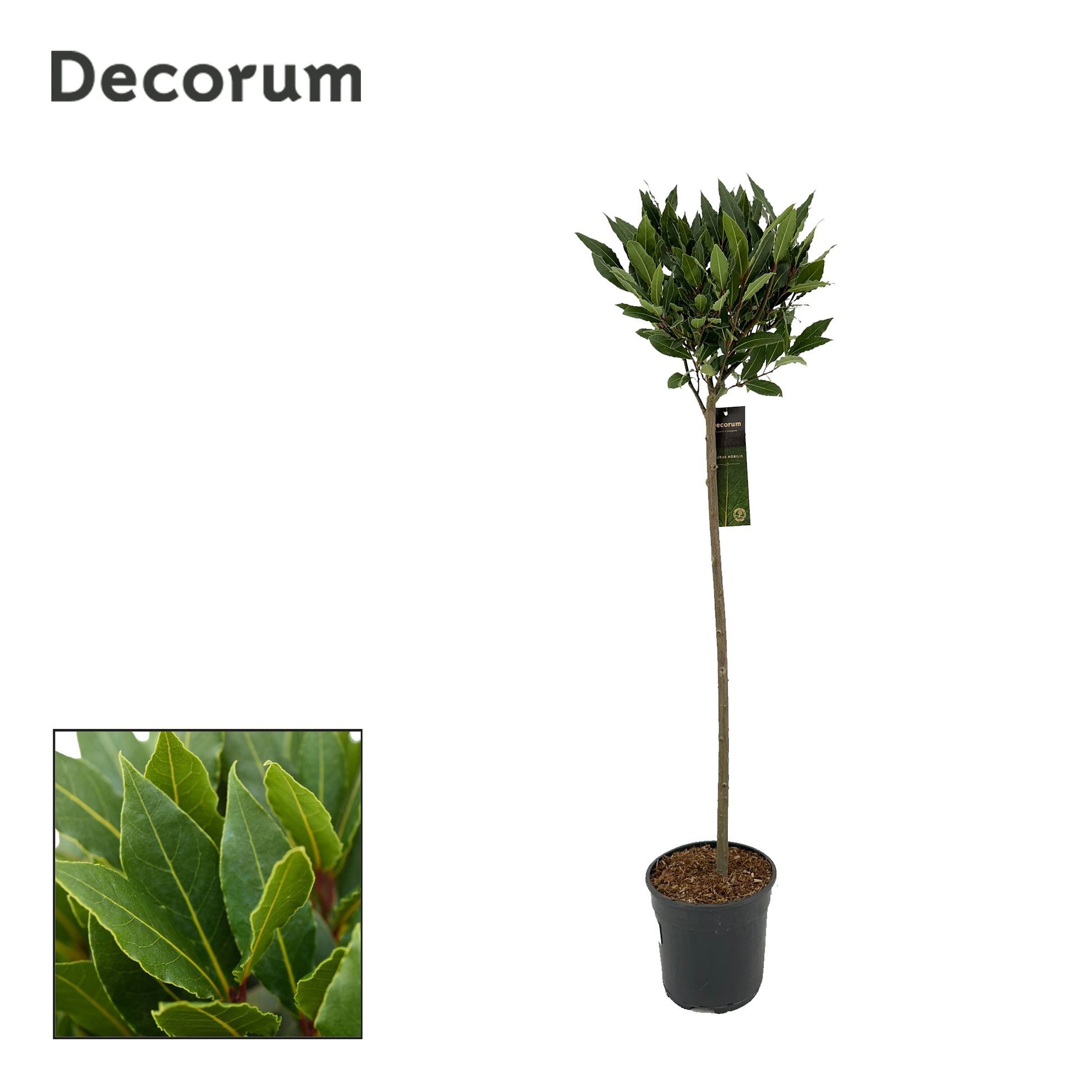 Laurus nobilis 120cm 20cm Pot