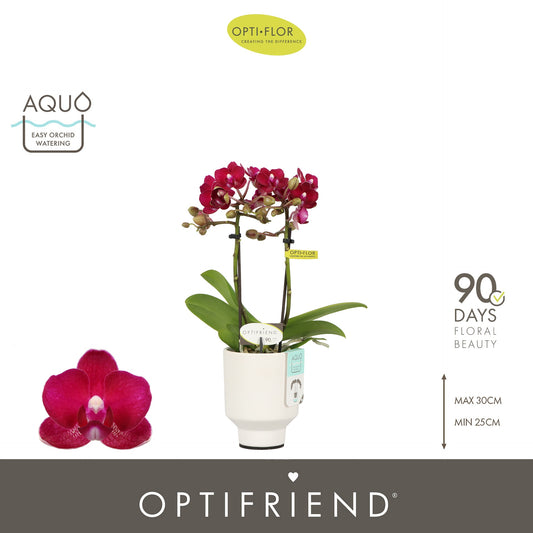 Phalaenopsis red 25cm 7cm Pot