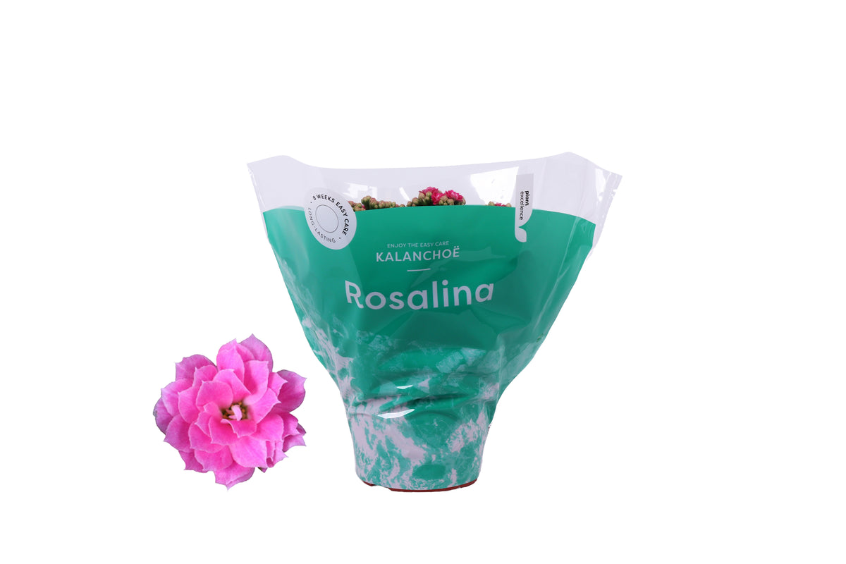 Kalanchoe Rosalina Don Nando 27cm 15cm Pot