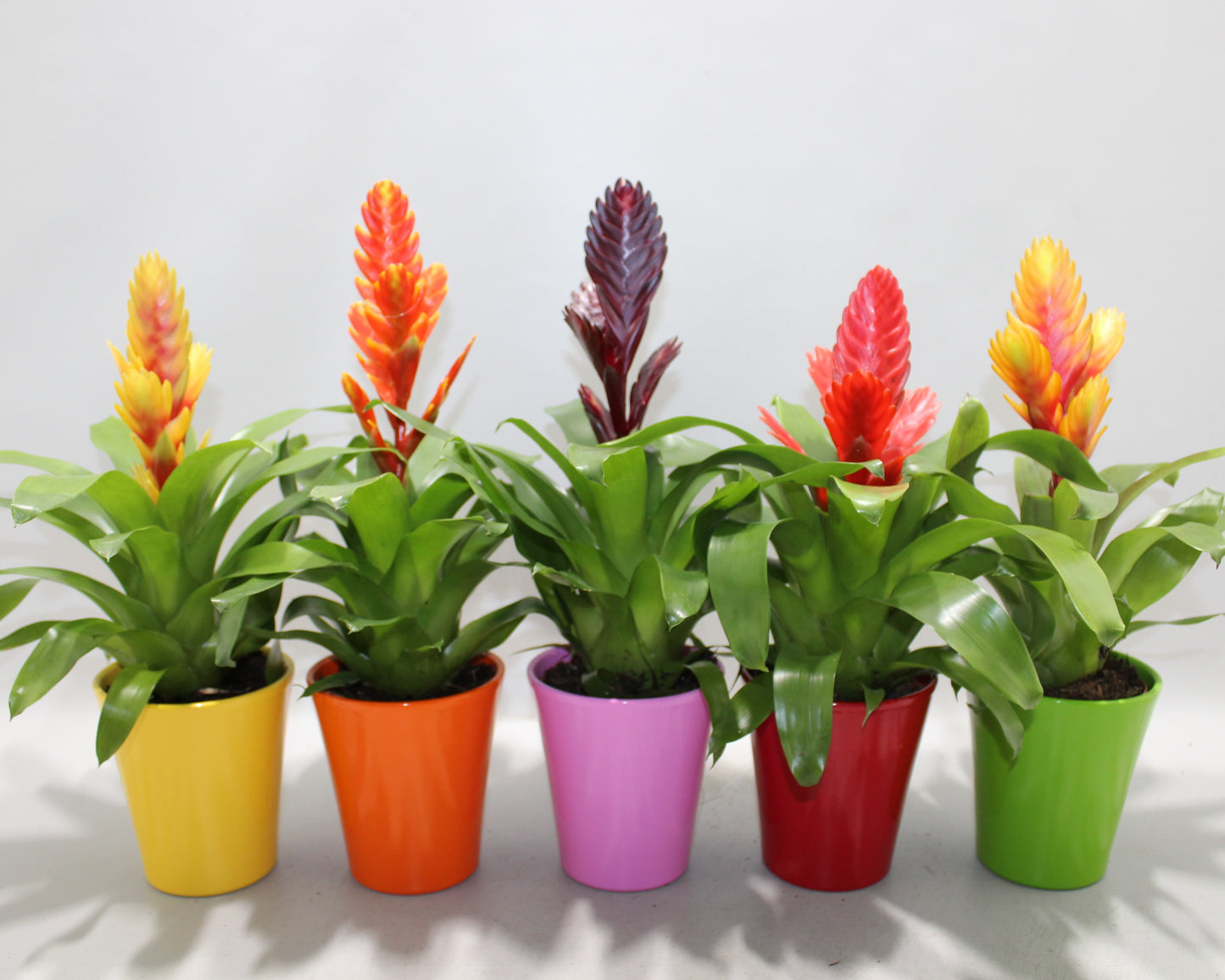 Vriesea mix 35cm 510cm Pot