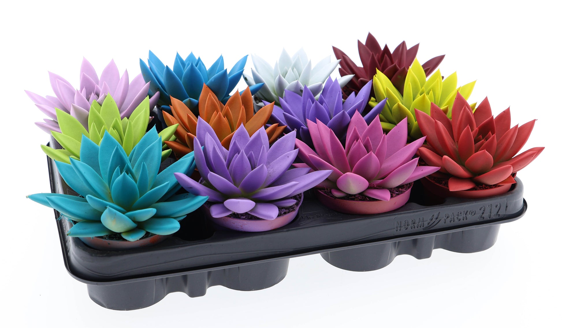 Rainbow mix 10cm Special Pot (508)