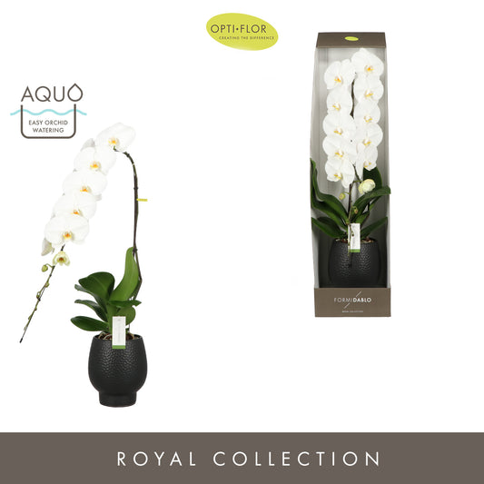 Phalaenopsis Yosemite Falls (+ drp.Black) 95cm 15cm Pot