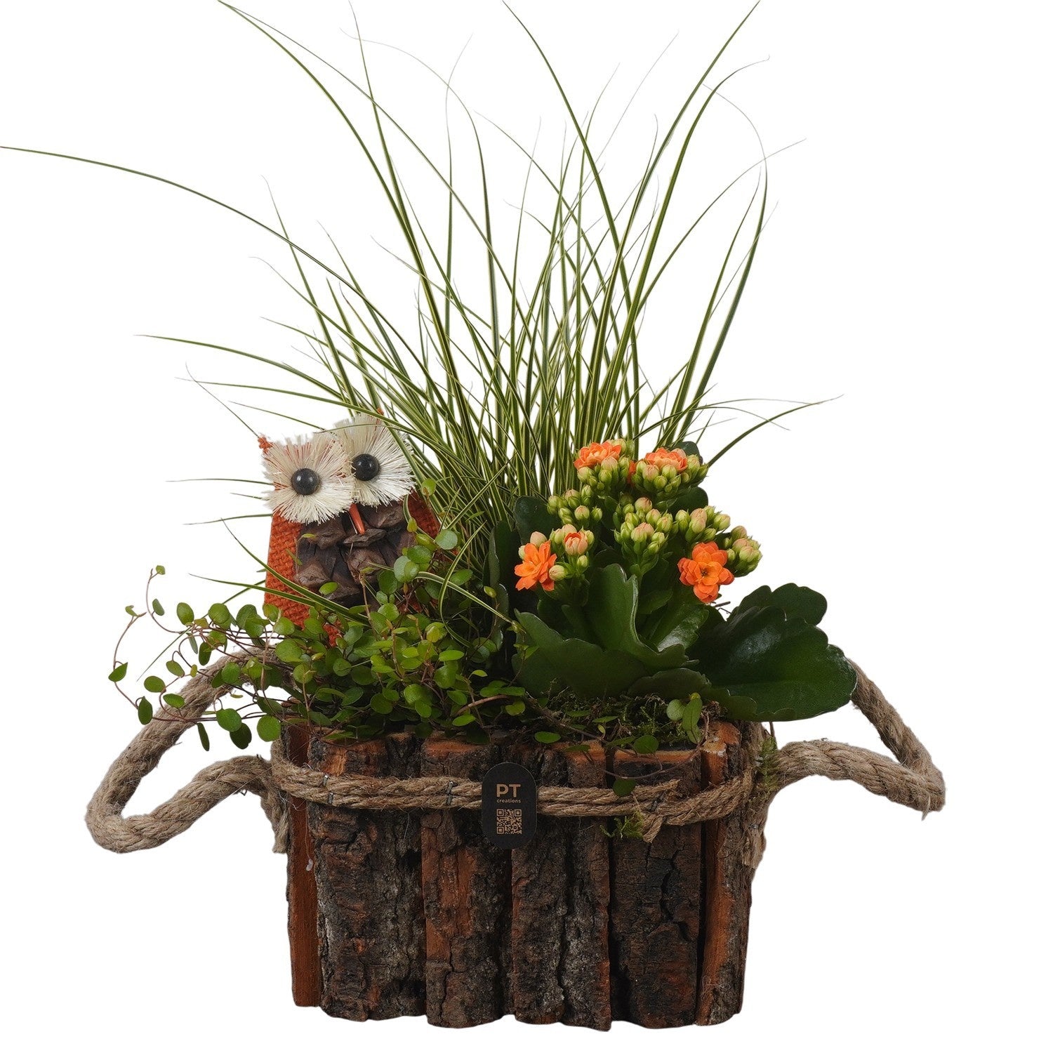Indoor arrangement 37cm 17cm Pot