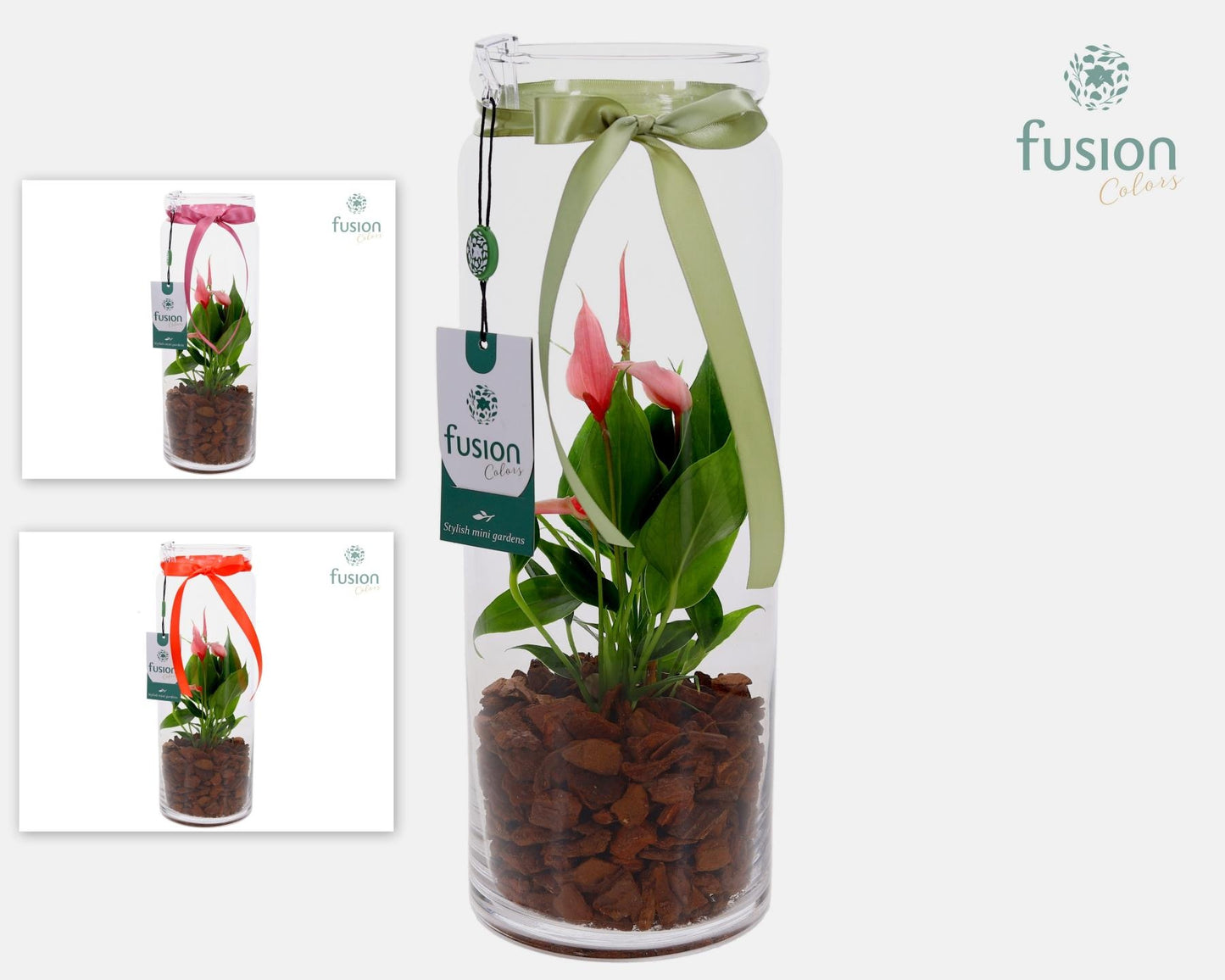Glas Cilinder vaas met Anthurium 35cm 12cm Pot