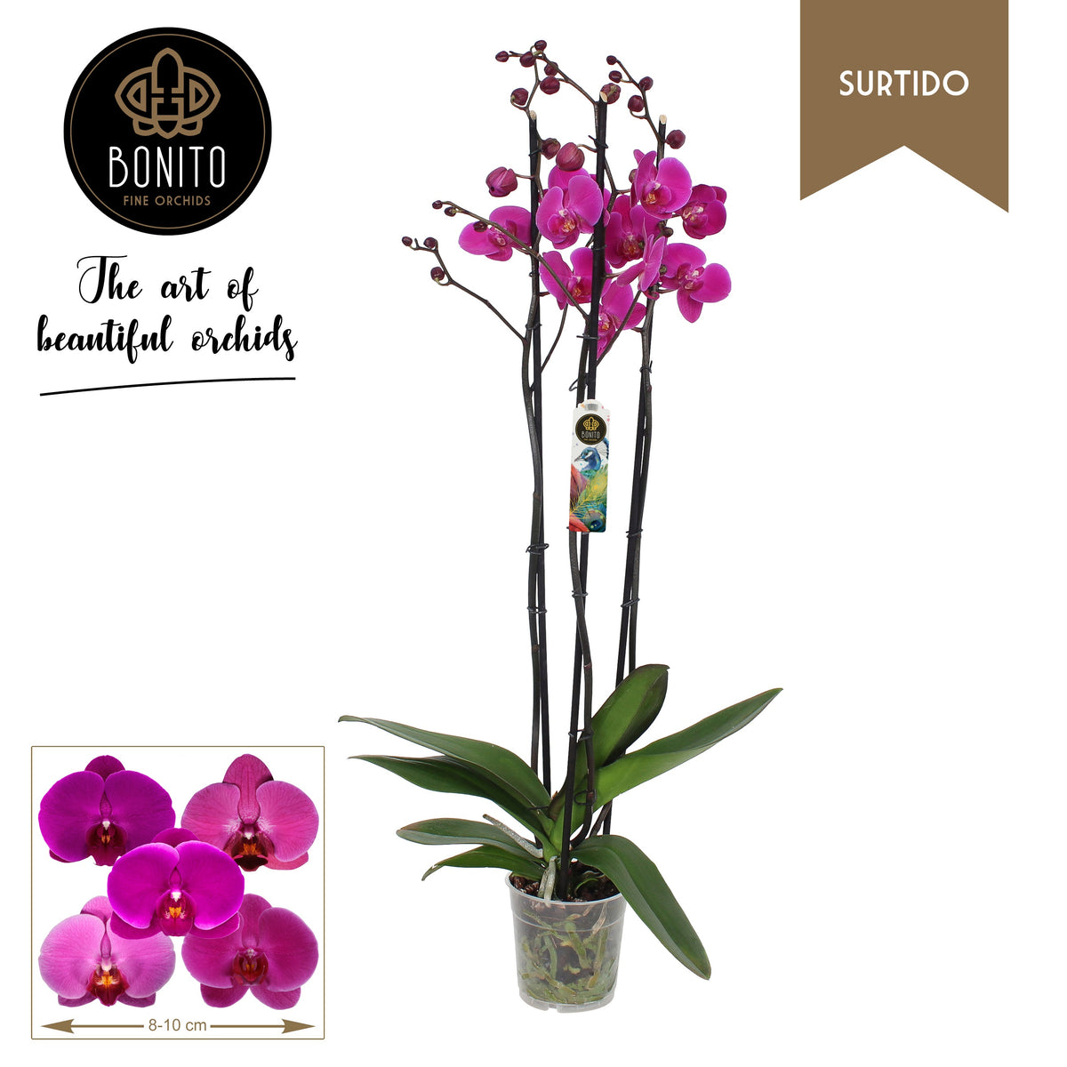 Phalaenopsis purple 65cm 12cm Pot