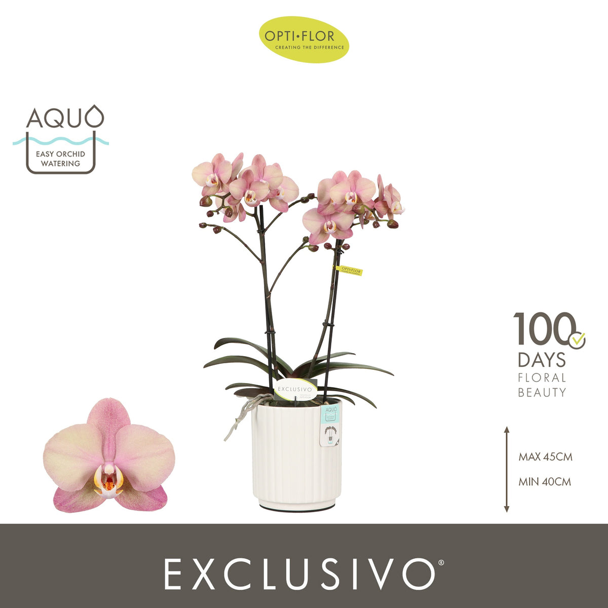 Phalaenopsis pink 45cm 12cm Pot