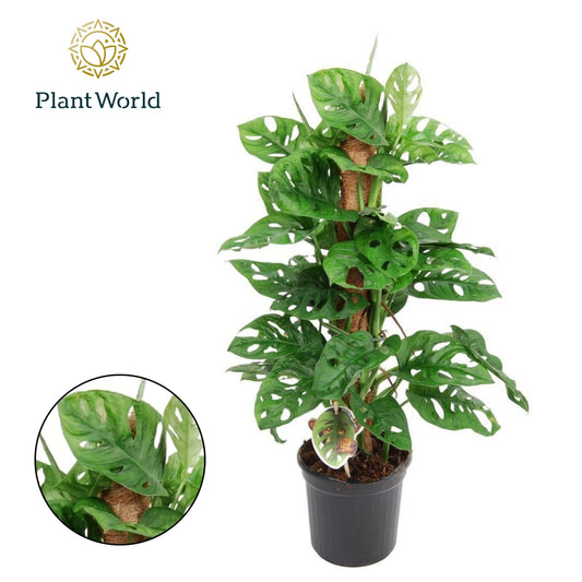 Monstera Monkey Leaf 60cm 16cm Pot