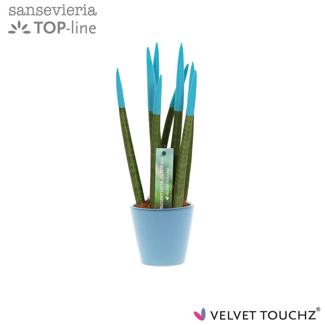 Sansevieria cylindrica 35cm 8.5cm Pot