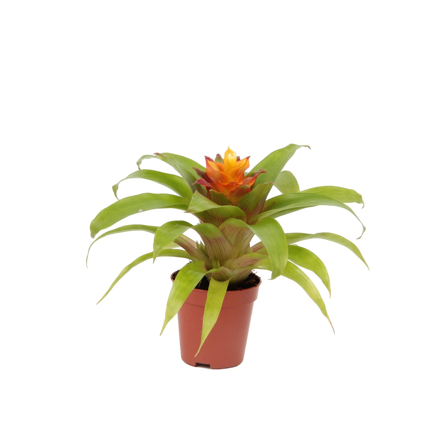 Guzmania Fairy 15cm 505cm Pot