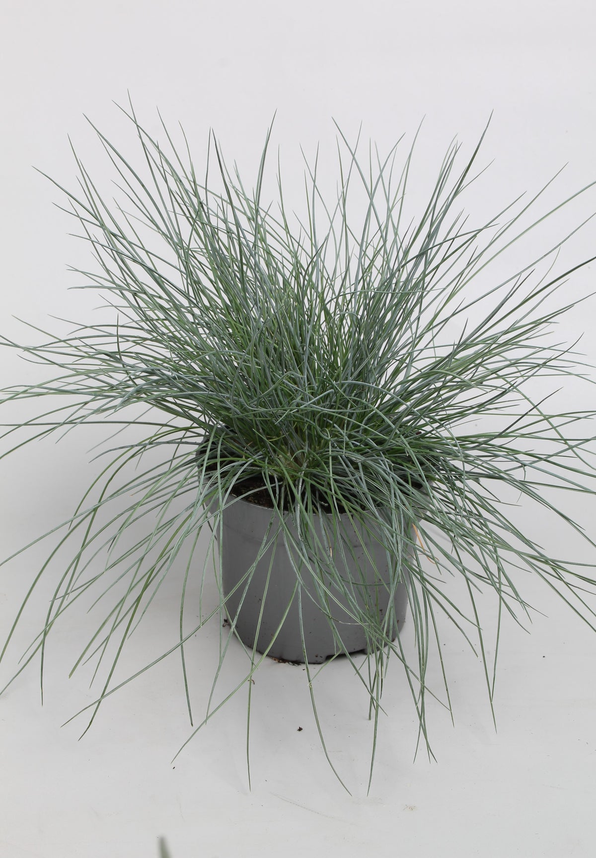 Festuca hybrid 25cm 510cm Pot