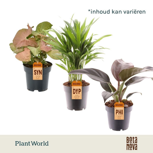 Groenmix (diverse soorten) 40cm 14cm Pot