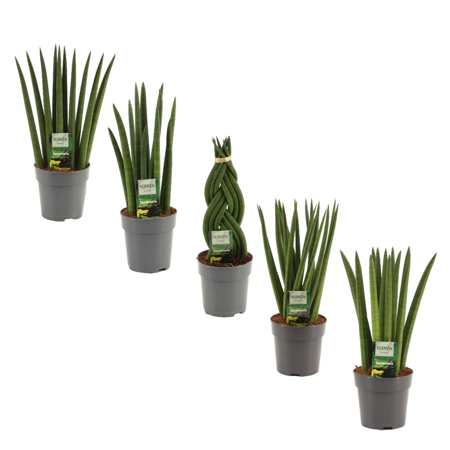 Sansevieria cylindrica 35cm 12cm Pot