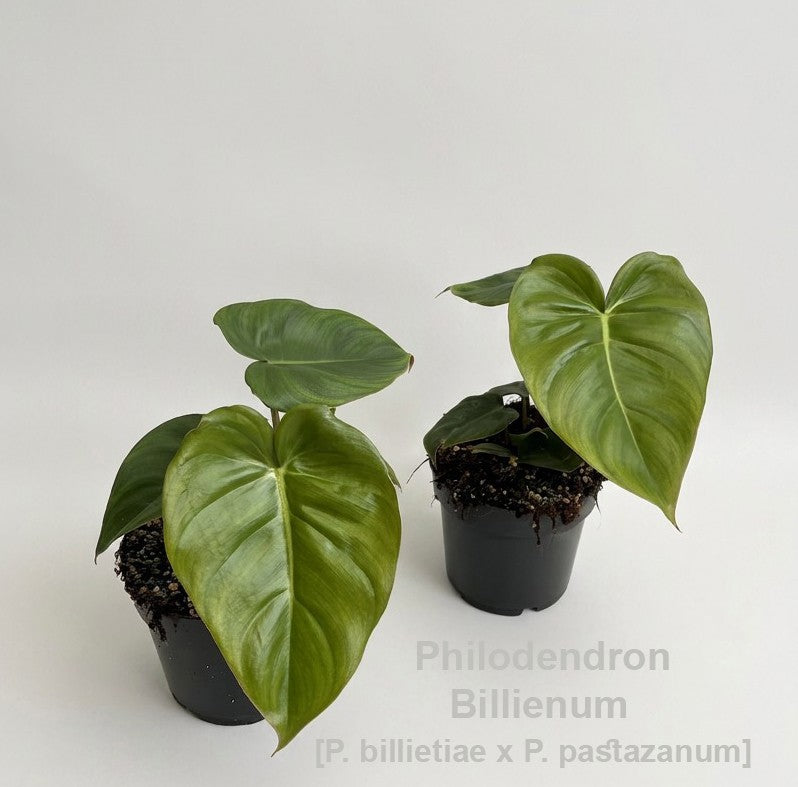 Philodendron scandens 40cm 14cm Pot