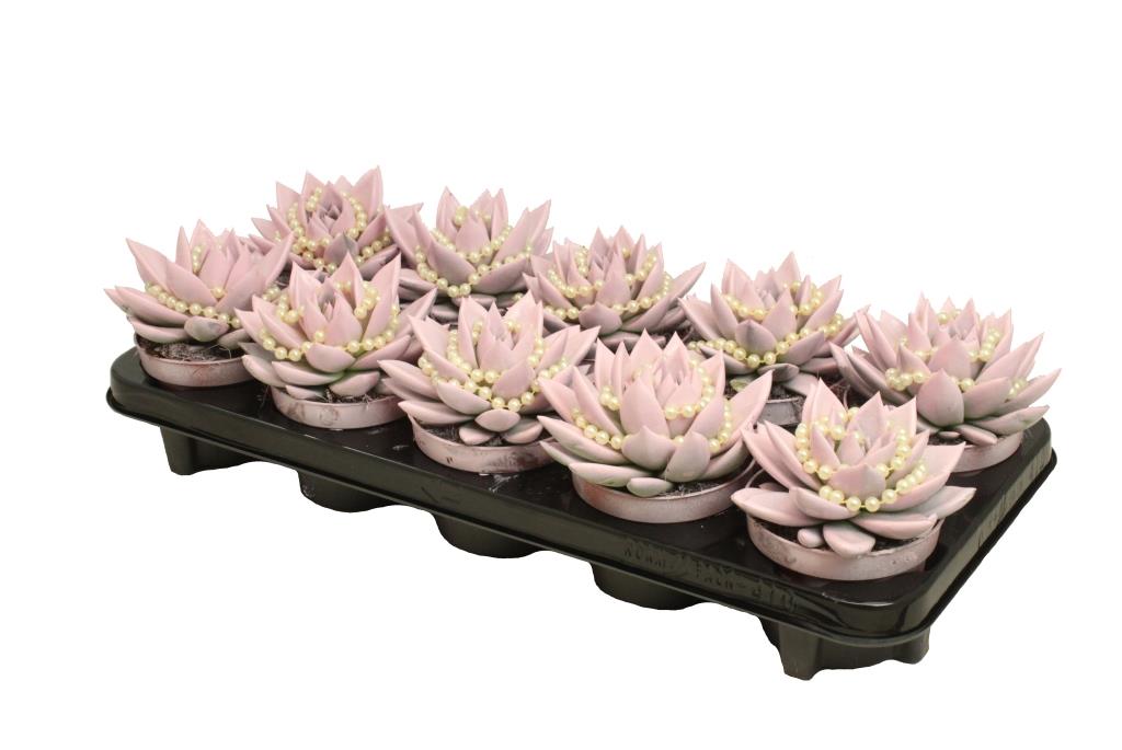 Amigo Plant VOF Echeveria Miranda painted colourpot met ketting Pack of 10